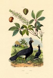 Helmeted Curassow